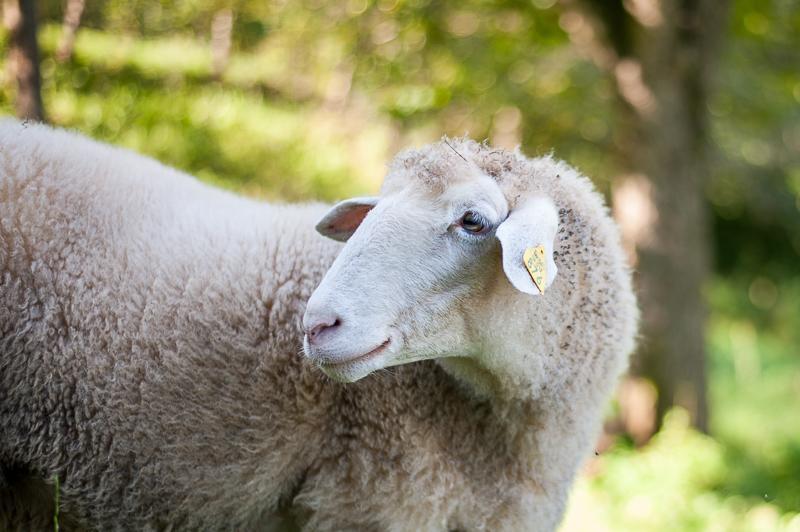 Farm Stay Kramer Bistrica ob Sotli Kültér fotó